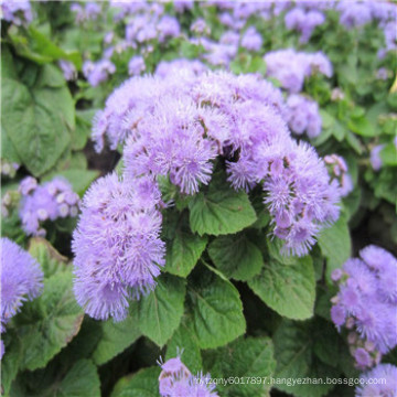 Suntoday vegetable seeds supplier asian NON GMO garden indoesnisa Mayasia Sakata flower Agastache seeds